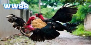 Cách chọn gà chọi hay