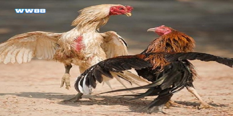 Cách chọn gà chọi hay dựa trên cách quan sát đuôi gà