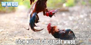 Cách nuôi gà đá cựa sắt