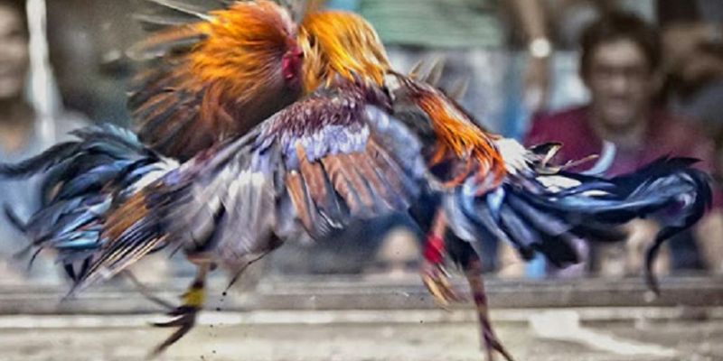 Tìm hiểu kỹ thuật chọn gà cũng như bí quyết nuôi gà tre