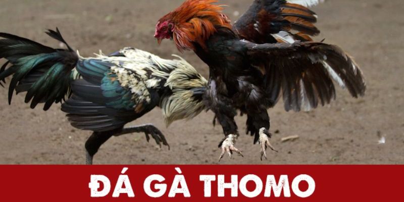 Vài nét về chọi gà trực tiếp Thomo