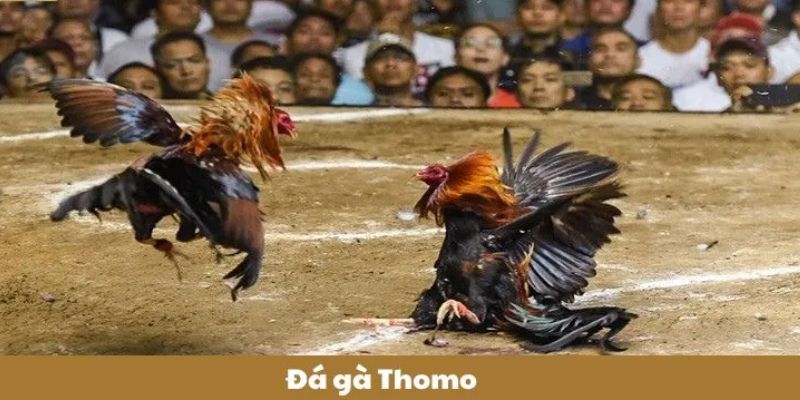 Quy tắc tham gia đá gà trực tiếp Thomo chi tiết nhất