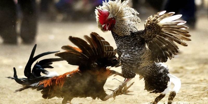 Bí kíp chinh phục chọi gà trực tiếp Thomo đỉnh cao