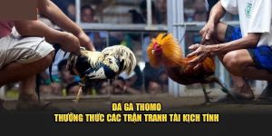 Đá gà trực tiếp Thomo